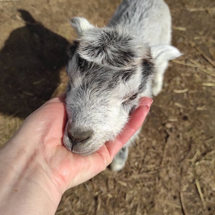 Козенята ламанча 2025 року