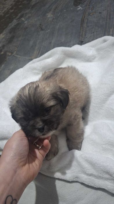 Oddam pieski po mamie mieszanki shihtzu