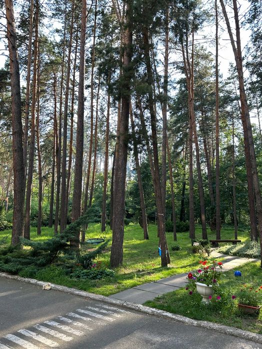 Будиночок у сосновому лісі біля Києва з мангалом і альтанкою