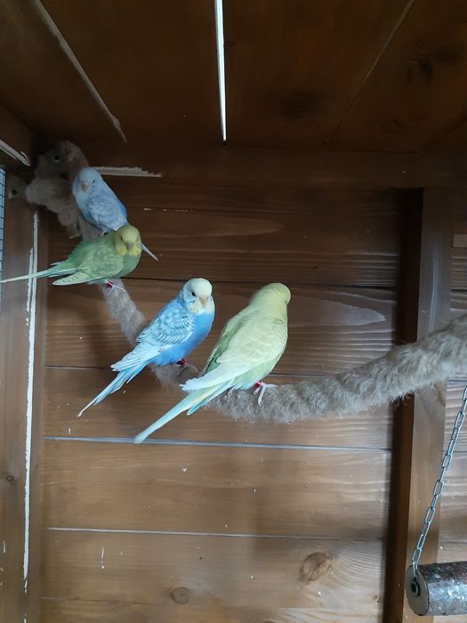 Papugi Faliste , samice