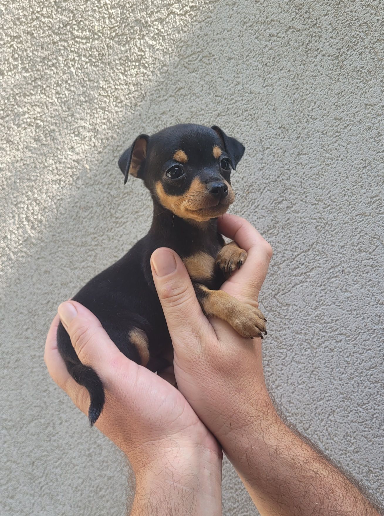 Pinscher bebé macho
