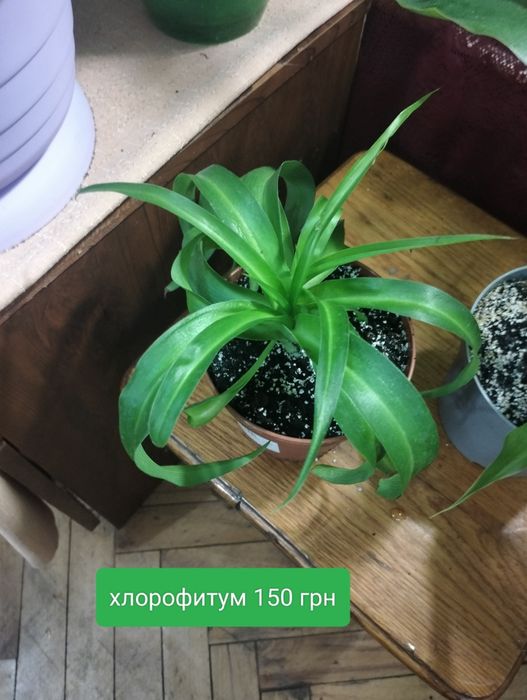 Платицериум. Хлорофитум. Папоротник