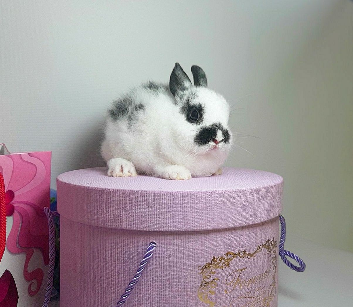 Карликовый мини кролик,міні кролики,декоративні,декоративные
