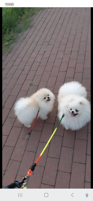 Malenki bialy piesek pomeranian FCI
