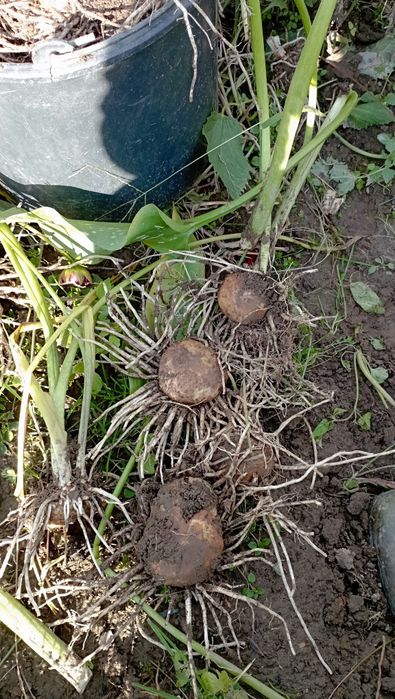 Кали затаденські, темно фіолетовий колір і сіренєвий