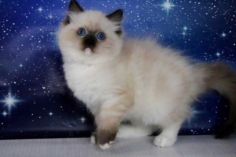 Чудовий котик регдол, забарвлення-чорний міттед. Очі яскраві сині.