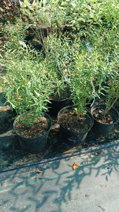 Верба Матсудана, Хакуро-Нішікі, Секка,  японська