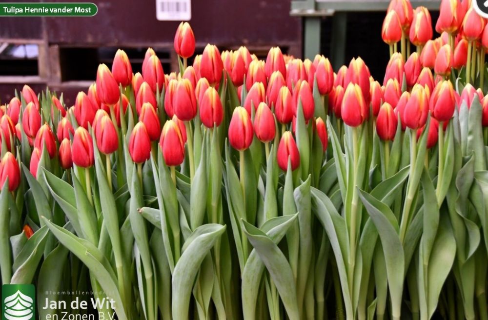 Якісні цибулини тюльпанів 12+ (Нідерланди)