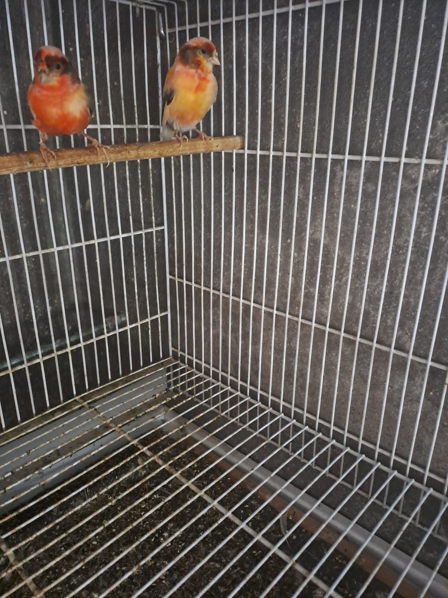 Várias aves disponíveis