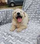 Piesek rasy Golden retriever