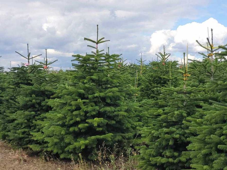 Jodła kaukaska - sezon nasadzeń - zapraszamy na plantację