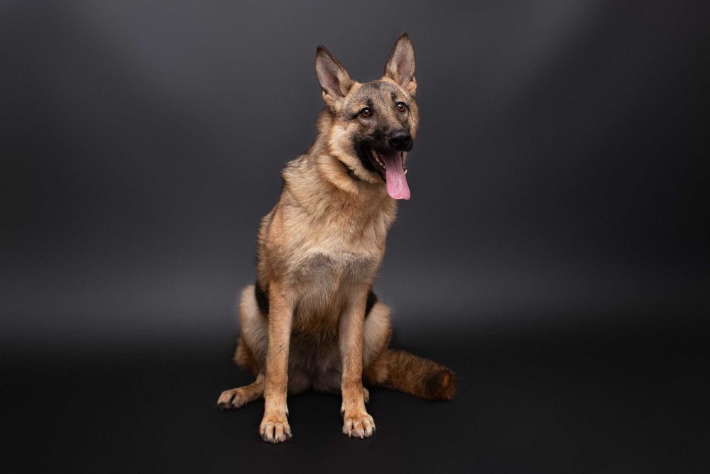 Віддам в добрі руки собаку дівчинку підлітка Леону.