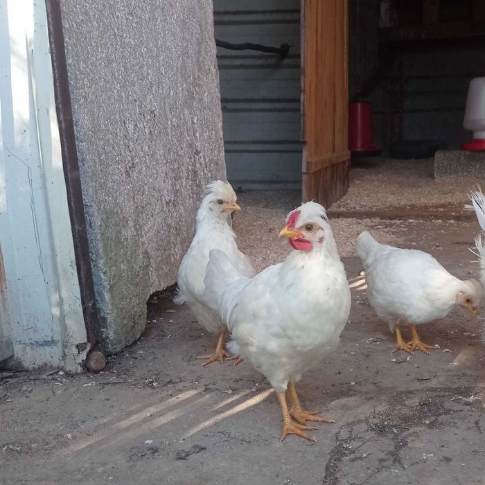 Granizos jovens brancos coroa de rei