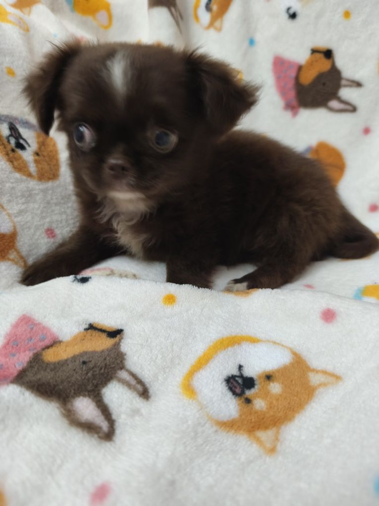 Chihuahua machinho  chocolate