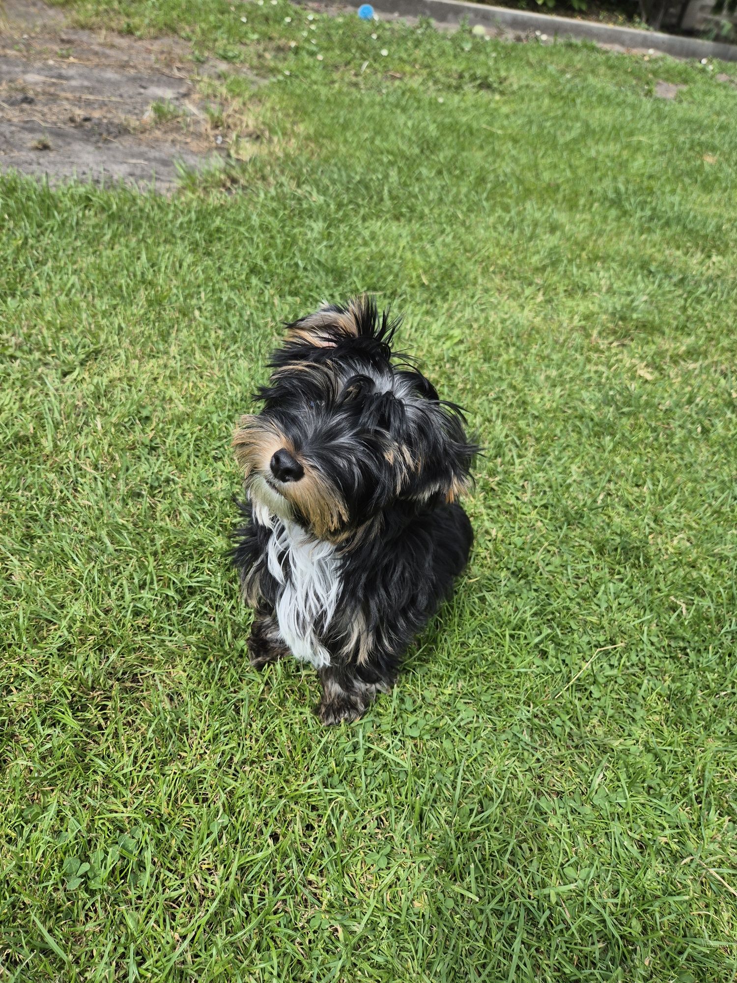 Yorkshire Terrier