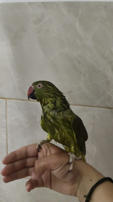 Treino aves para voo livre e amanso