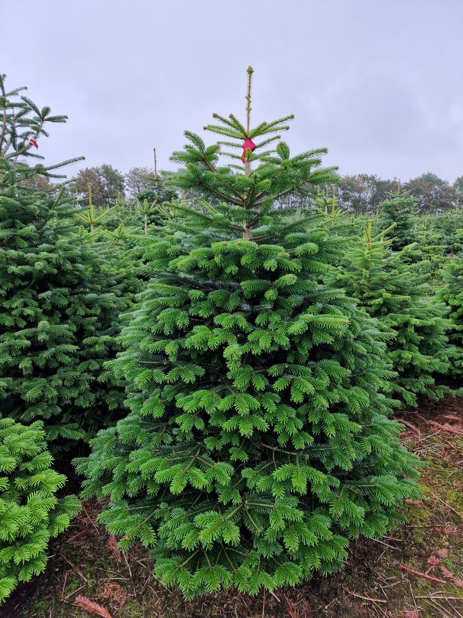 Jodła Kaukaska Plantacja Dania