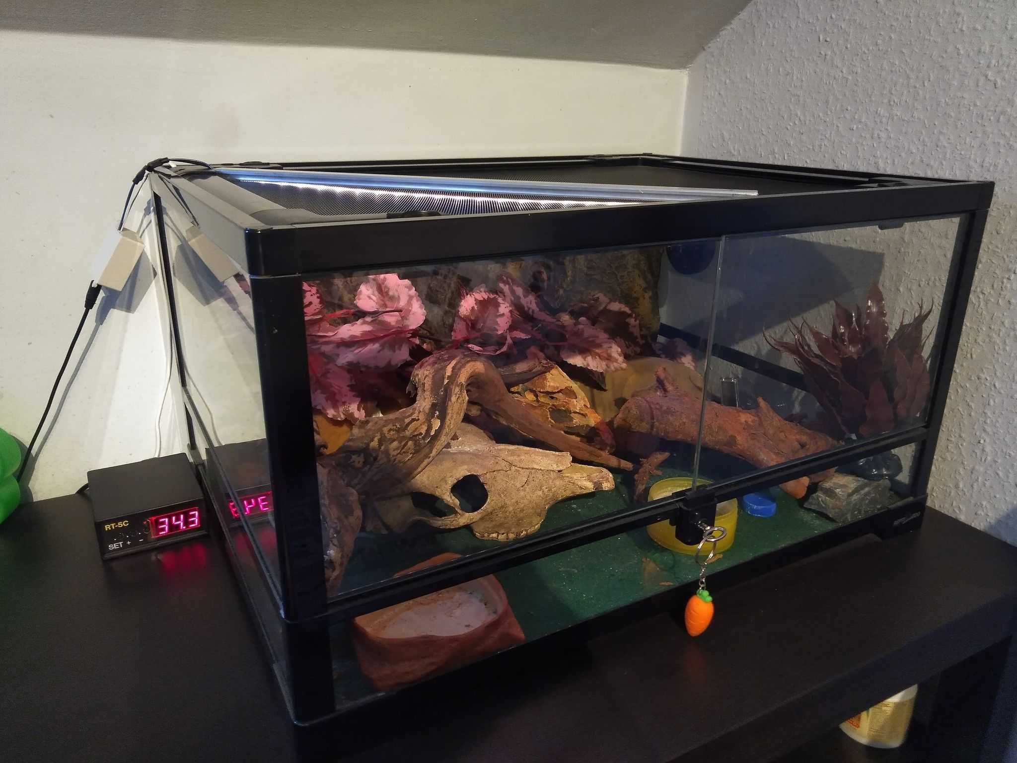 Gekon Lamparci plus REPTI-ZOO TERRARIUM RK 60X45X3