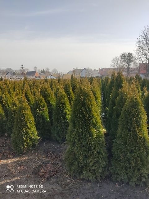 Tuja, tuje thuja Szmaragd 80-180 cm Producent Wrocław!