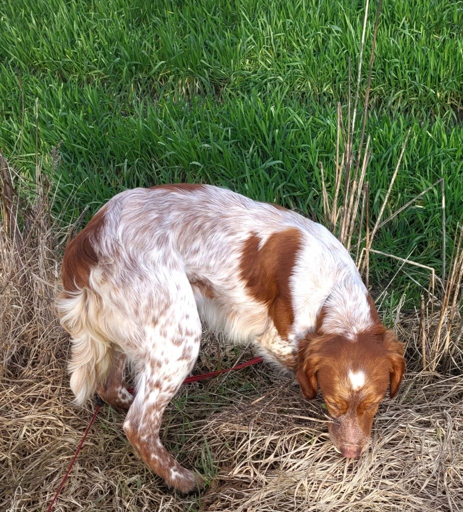 Piesek Spaniel Bretoński (Epagneul Breton)FCI