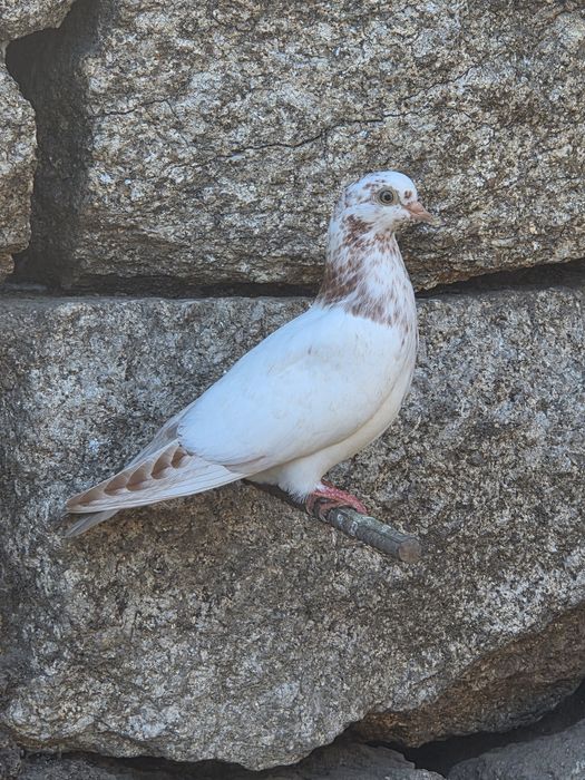 Pombos Cambalhota Portugues– Boa Genética, Casais ou Unidade