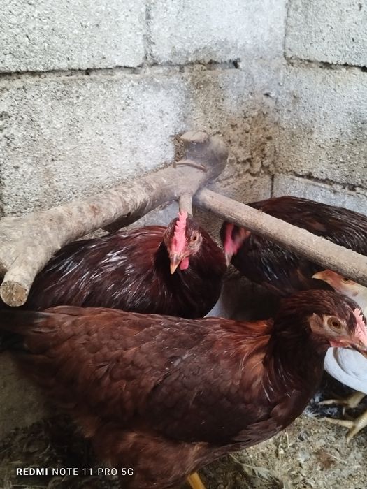 Rhode island red