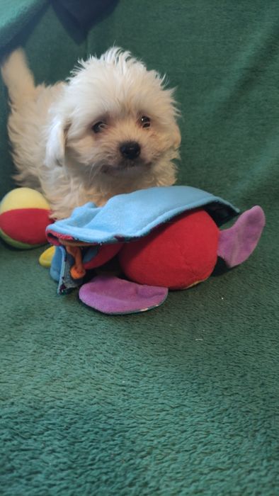 Maltipoo puchata kilka chłopiec Warszawa pudel maltańczyk