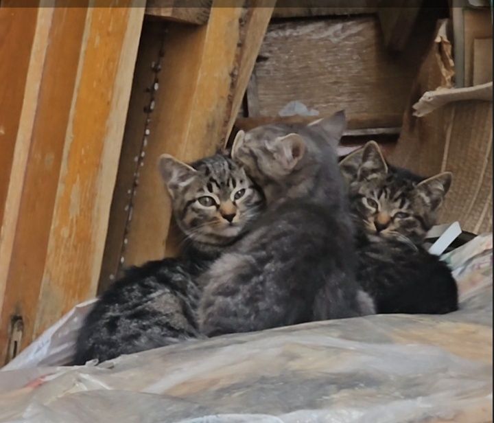 Кошенята в добрі руки