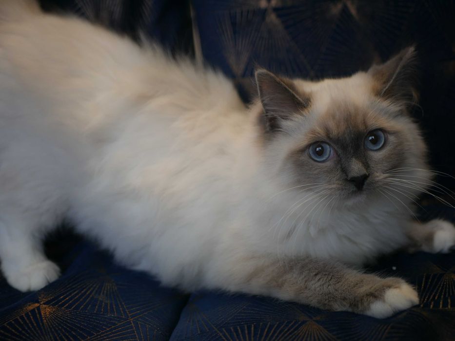 Kot Ragdoll po Championie ,FPL ,FIFE