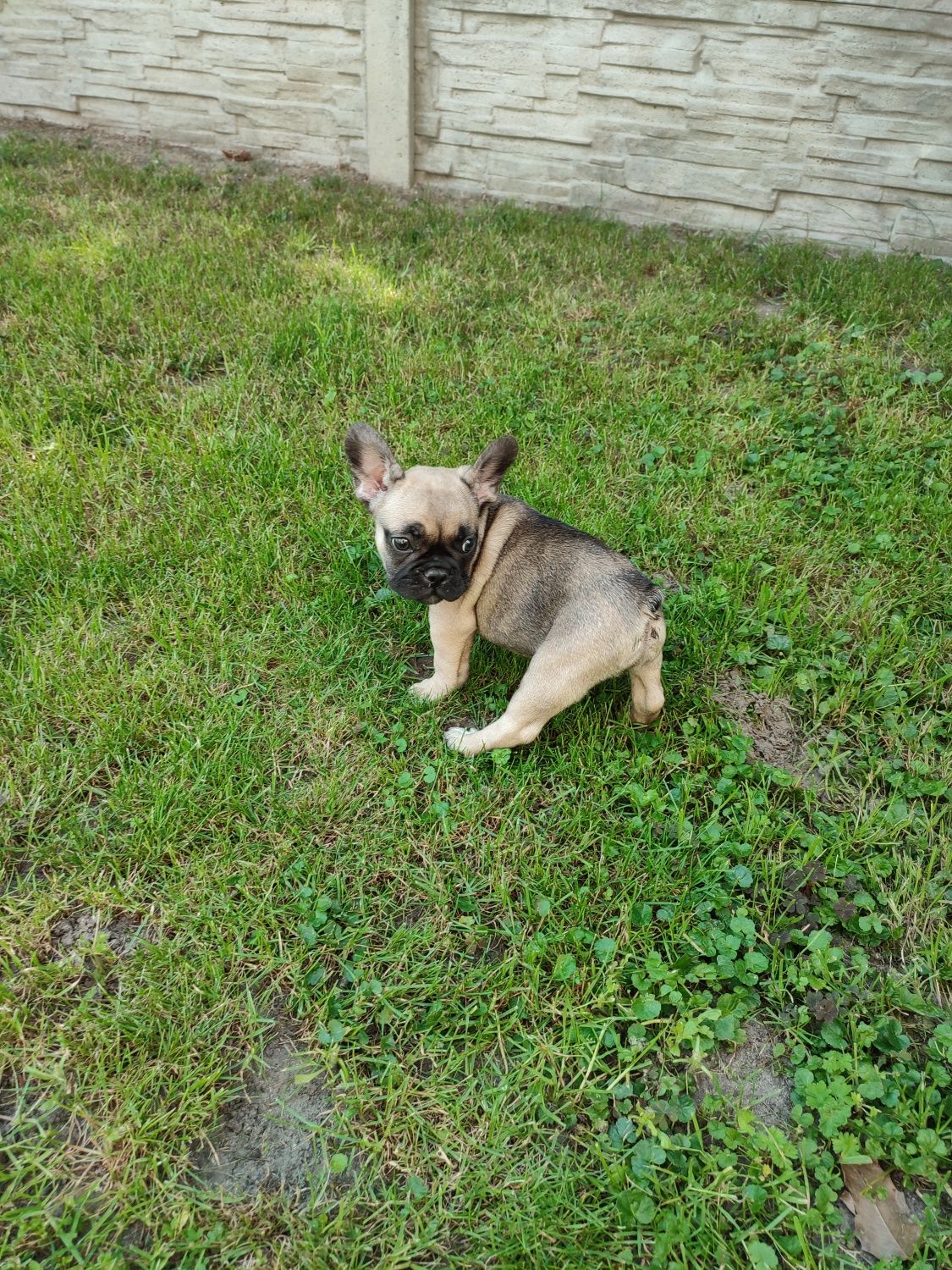 Buldog Francuski