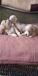 Maltipoo piesek cudowny