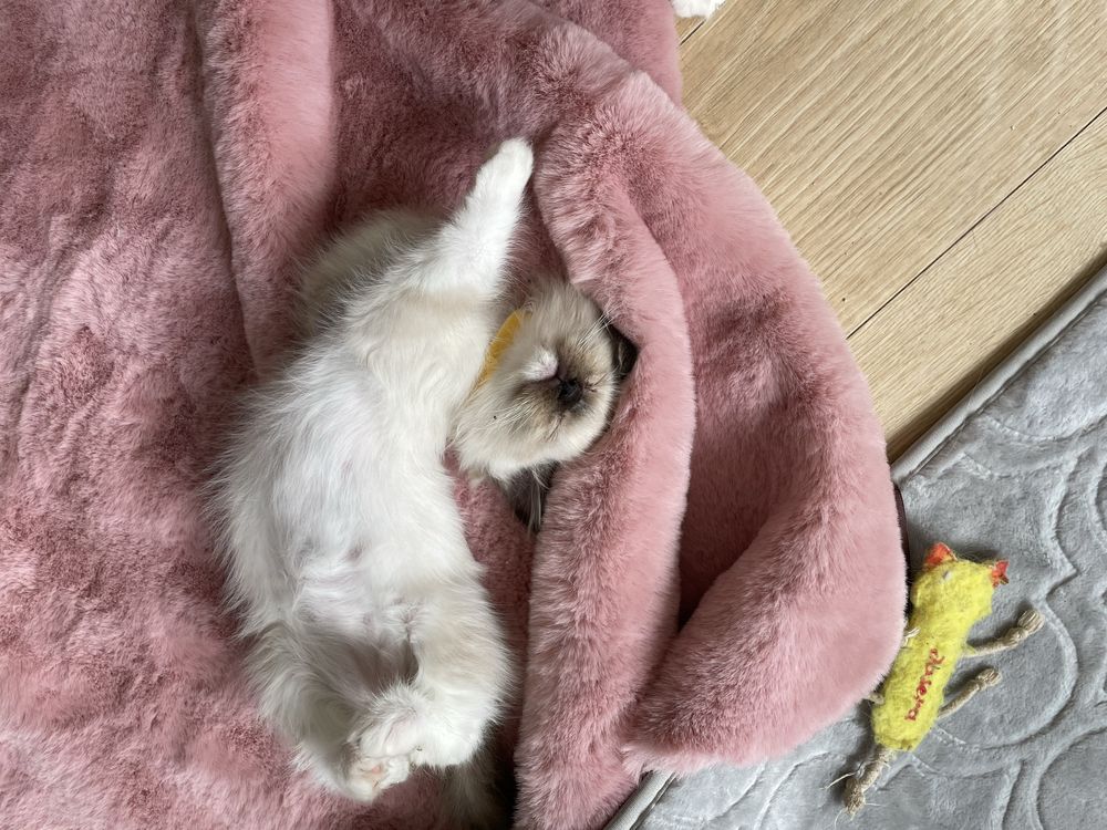 Kocurek seal mitted Ragdoll