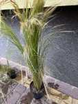 Sadzonka stipa pony tails