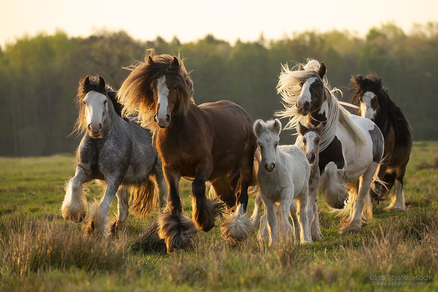 Gypsy Cob/źrebięta/dobrostan/zdrowe.