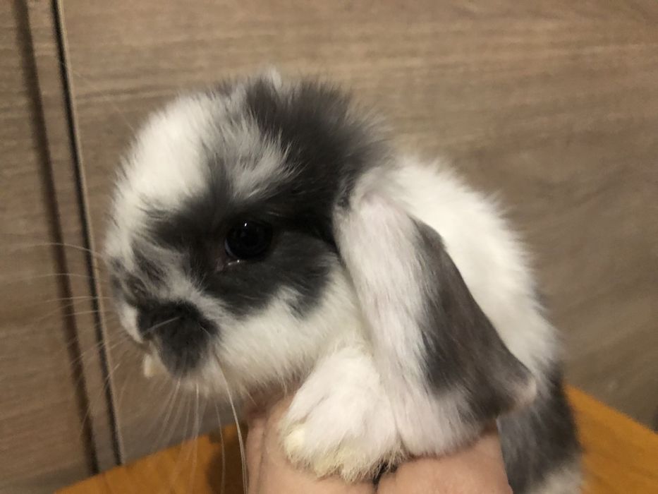 Висловухий кролик МініЛоп в типі Тедді