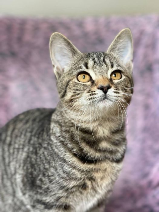 Кошеня шукає родину