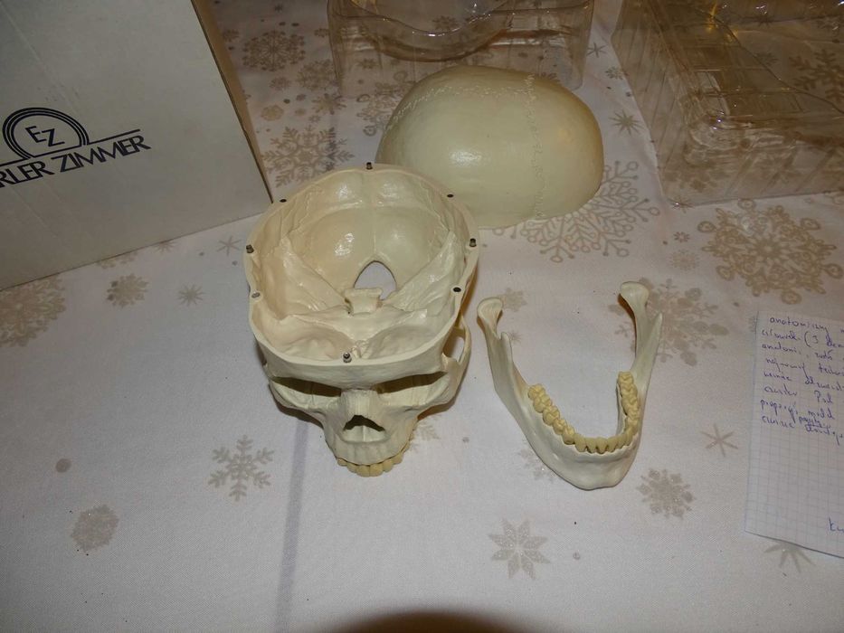 anatomiczny model czaszki  dorosłego człowieka