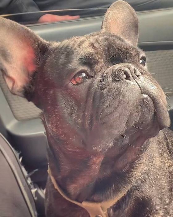 Французский бульдог. Вязка