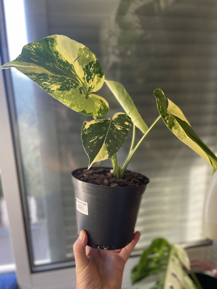 Planta Monstera aurea