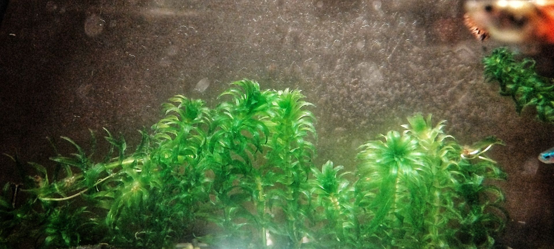 Planta de aquário emogena