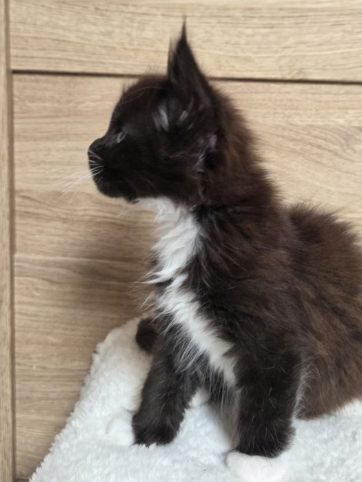 Kocurek Maine Coon z rodowodem FPL