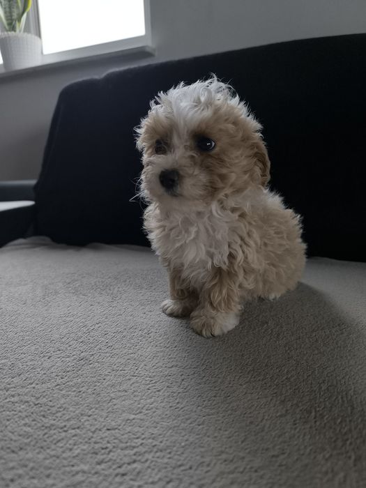 Maltipoo piesek szczeniak