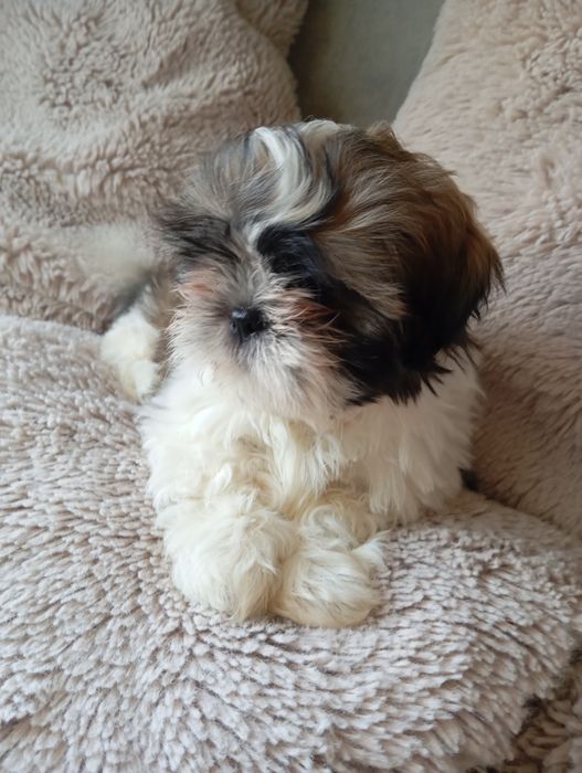 Szczeniaczek shih-tzu piesak