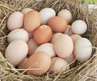 Jajka swojskie - wolny wybieg