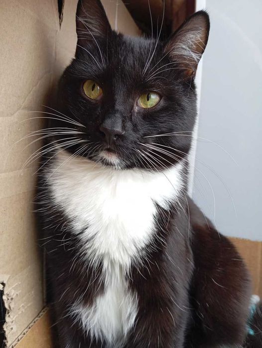 Мирон. Кому котофея?