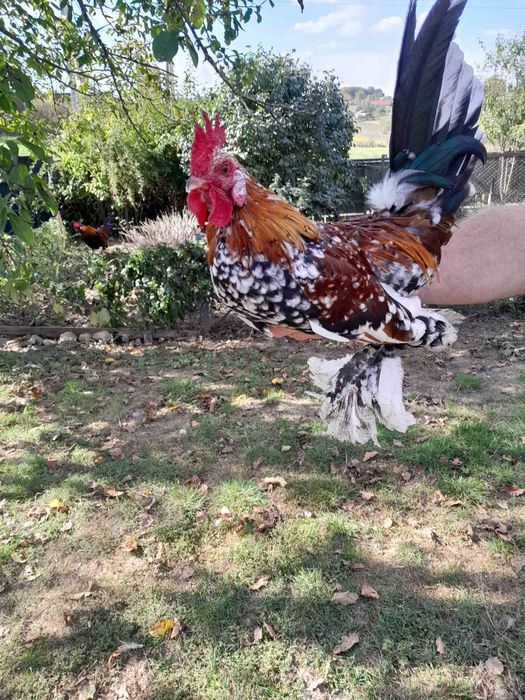 Декоративні кури бентамки (ліліпути)