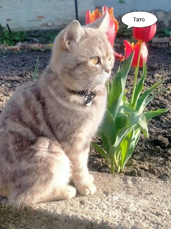 Шотландські висловухі кошенята