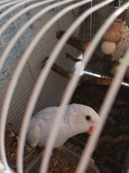 Cedo ringueneks criados a mão.