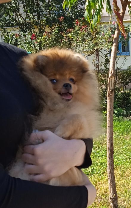 КСУ шпіц хлопчик насичений оранж