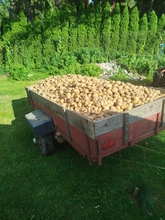 Ziemniaki jadalne Soraya